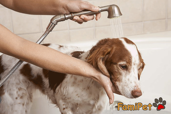 Hướng dẫn cách tắm cho chó sợ nước