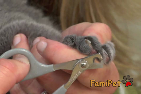kéo cắt móng cho mèo