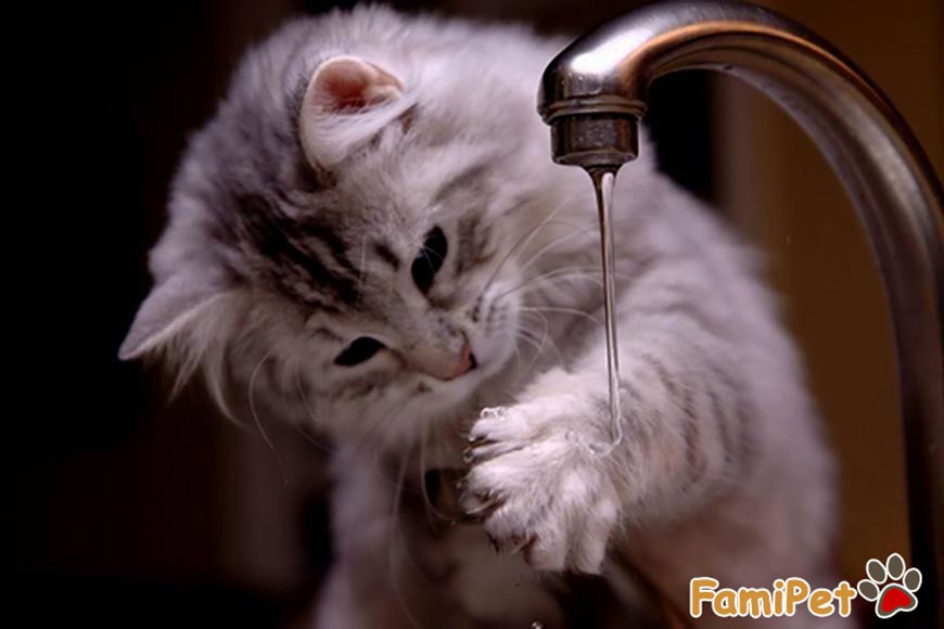 cách để tắm cho mèo