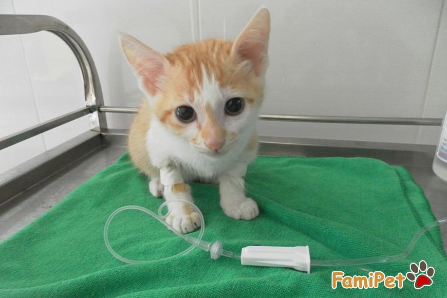 cách chữa trị khi mèo bị tiêu chảy