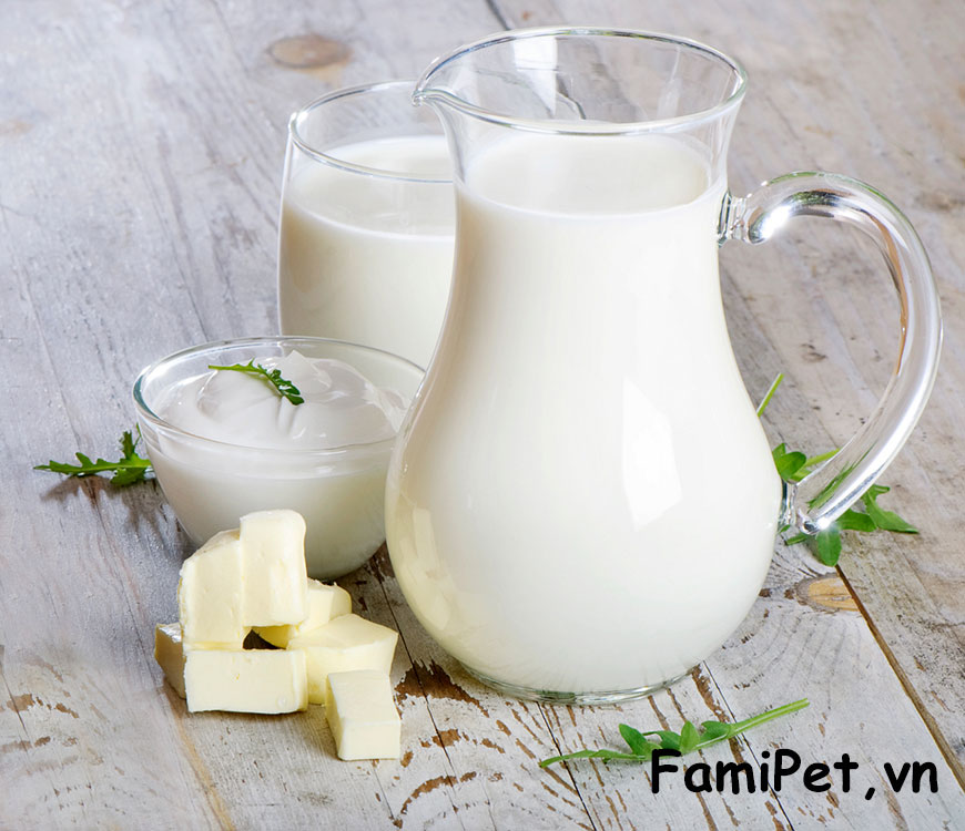 có nên cho mèo uống sữa không