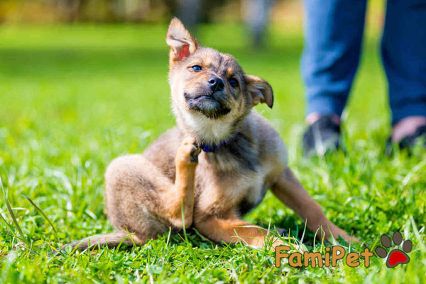 sữa tắm cho chó bị ghẻ