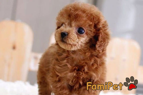 sữa tắm cho chó poodle nâu