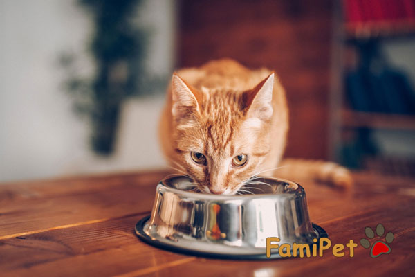 thức ăn cho mèo catsrang