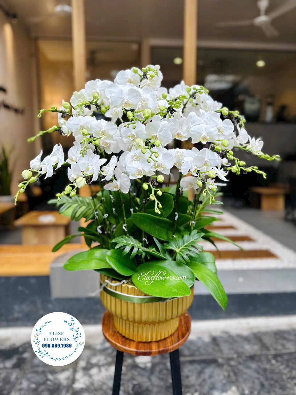 Chậu lan hồ điệp tri ân các thương binh liệt sĩ. Đặt mua chậu hoa lan hồ điệp sang trọng