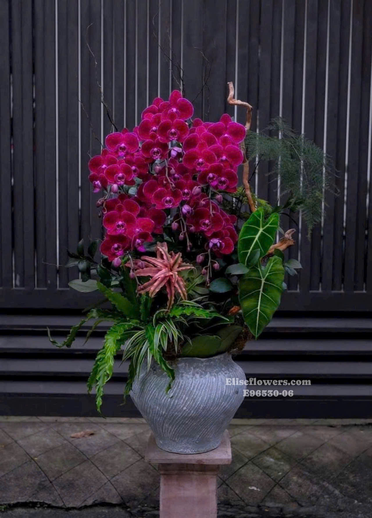 Lan hồ điệp khai trương. Chậu lan hồ điệp tím đỏ sang trọng, cao cấp tại Hà Nội