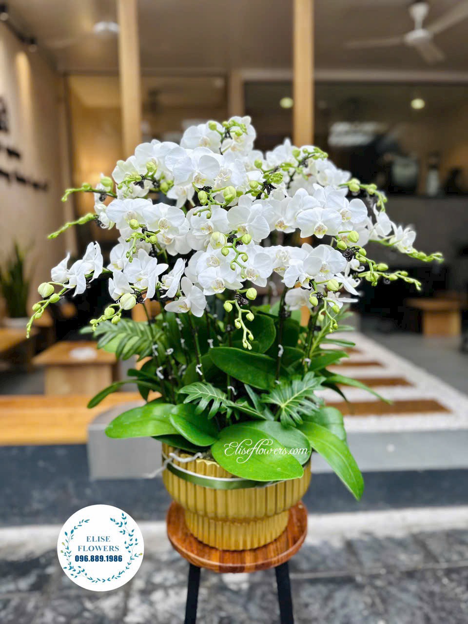 Dịch vụ đặt chậu hoa lan hồ điệp online. Giao hoa lan hồ điệp tận nơi