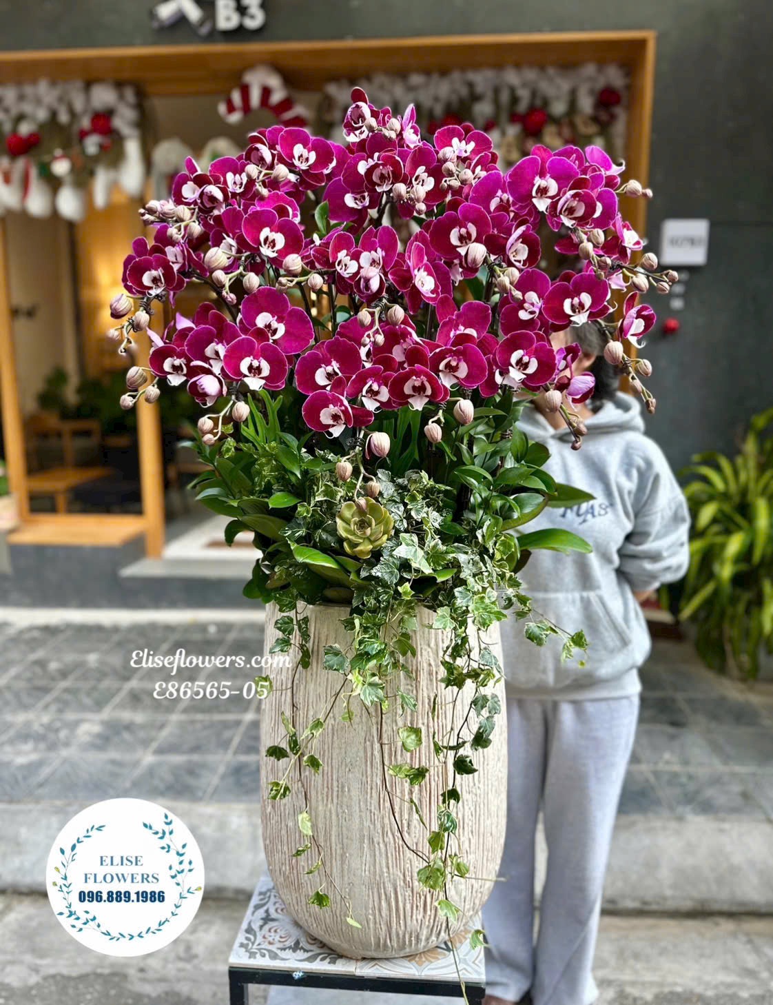 Chậu lan hồ điệp ngọc trai tặng sếp. Lan nhập khẩu VIP chúc mừng lãnh đạo.