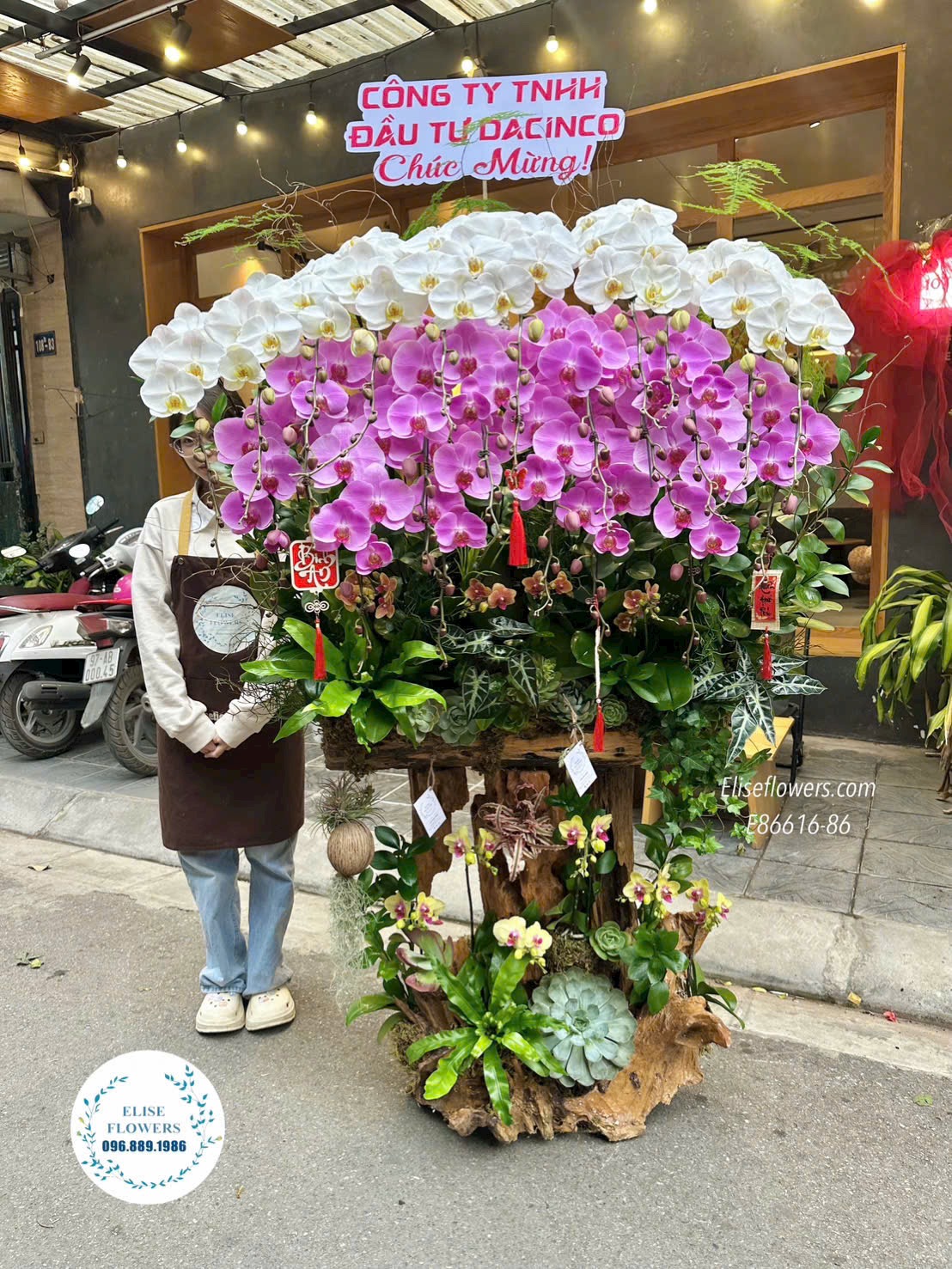 Đặt mua aln hồ điệp tại Hà Nội. Chậu lan hồ điệp ghép lũa nghệ thuật cao cấp. Lan hồ điệp chúc mừng đối tác. Eliseflowers