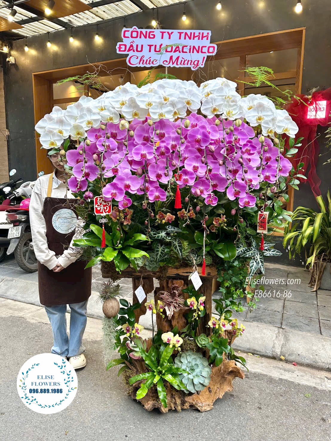 Lan hồ điệp khổng lồ. Chậu lan hồ điệp ghép lũa nghệ thuật cao cấp. Lan hồ điệp chúc mừng đối tác