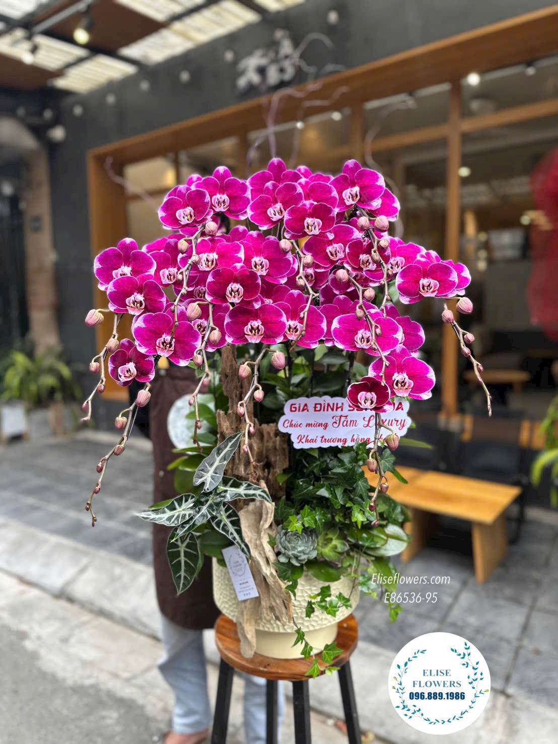 Đặt mua Online Lan hồ điệp ở Hà Nội. Chậu lan hồ điệp ghép lũa tím khai trương phong thuỷ