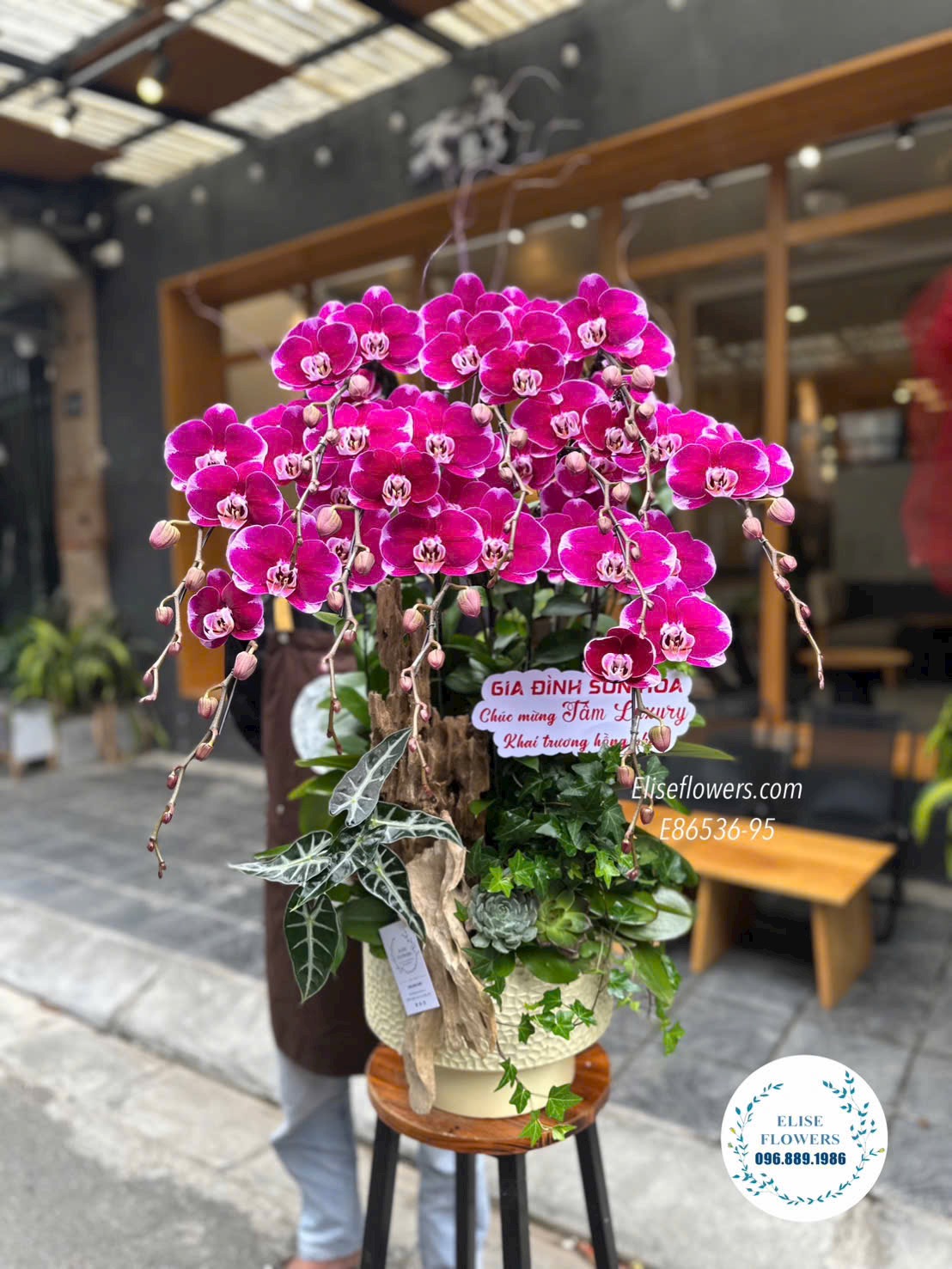 Đặt mua Online Lan hồ điệp ở Hà Nội. Chậu lan hồ điệp ghép lũa tím khai trương phong thuỷ. Eliseflowers
