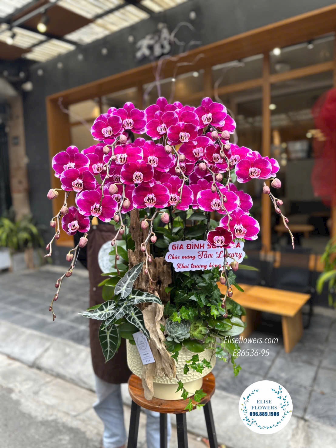 Lan hồ điệp Hà Nội. Chậu lan hồ điệp ghép lũa tím khai trương cao cấp. Hoa khai trương sang trọng