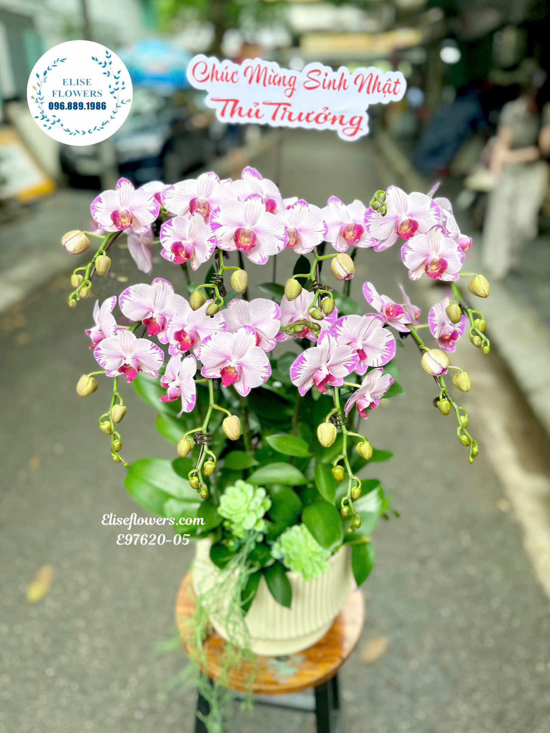 Chậu lan hồ điệp mini để bàn 8 cành đẹp. Hoa tươi Hà Nội - Eliseflowers