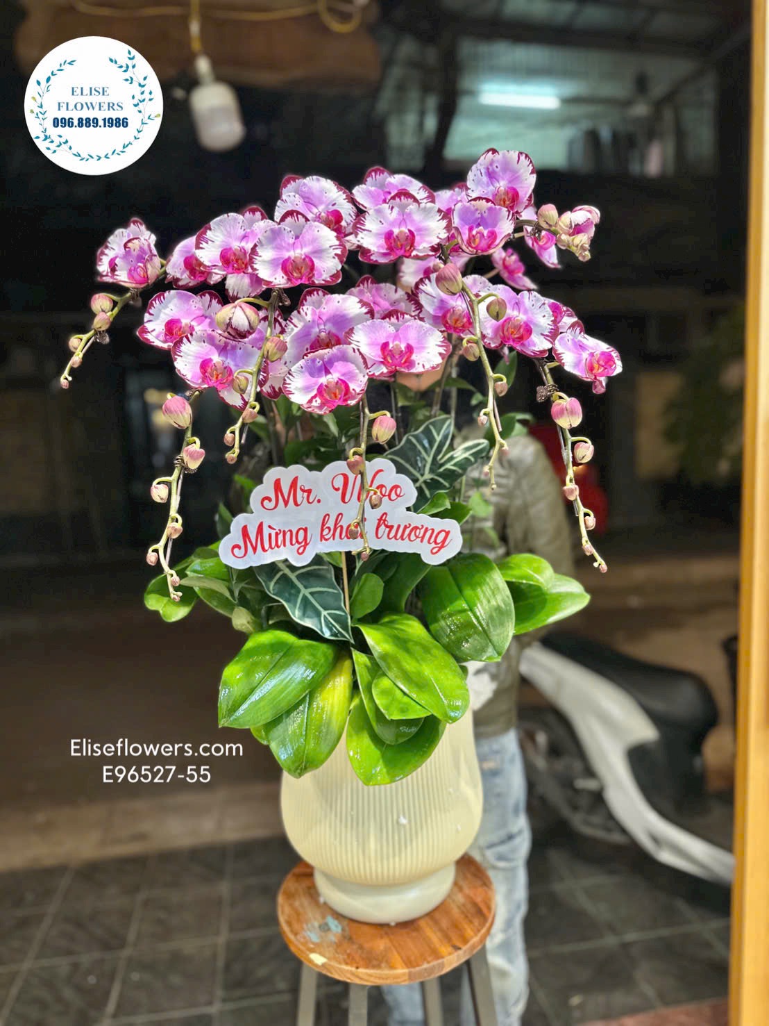 Lan hồ điệp Hà Nội. Lan hồ điệp khai trương. Chậu lan hồ điệp tím chớp may mắn | Eliseflowers