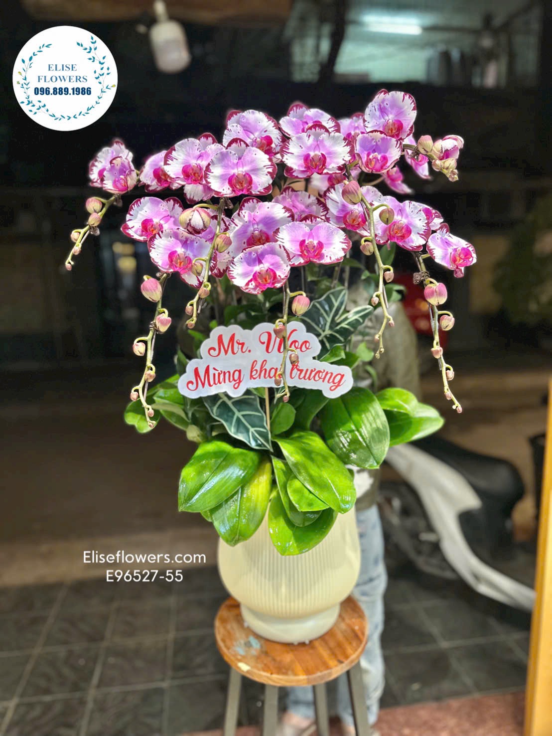 Lan hồ điệp Hà Nội. Lan hồ điệp khai trương. Chậu lan hồ điệp tím chớp may mắn | Eliseflowers