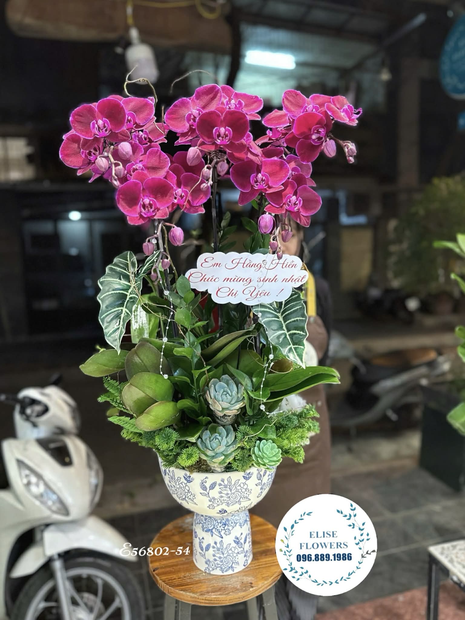 Lan hồ điệp Hà Nội. Chậu lan hồ điệp sinh nhật. Lan hồ điệp tím. Quà tặng sinh nhật chị gái