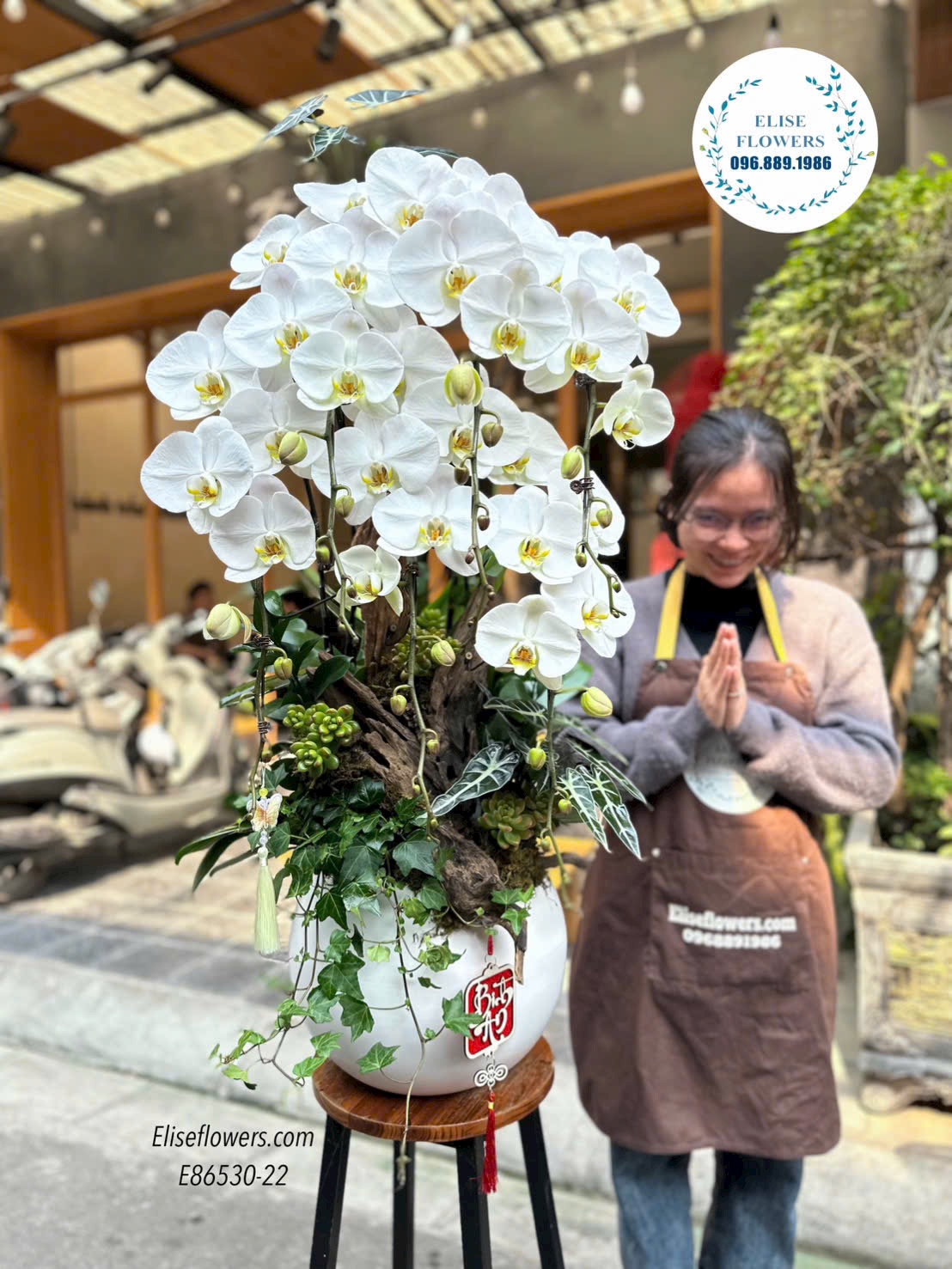 Lan hồ điệp Tết. Chậu lan hồ điệp ghép lũa sang trọng. Quà biếu sếp cao cấp