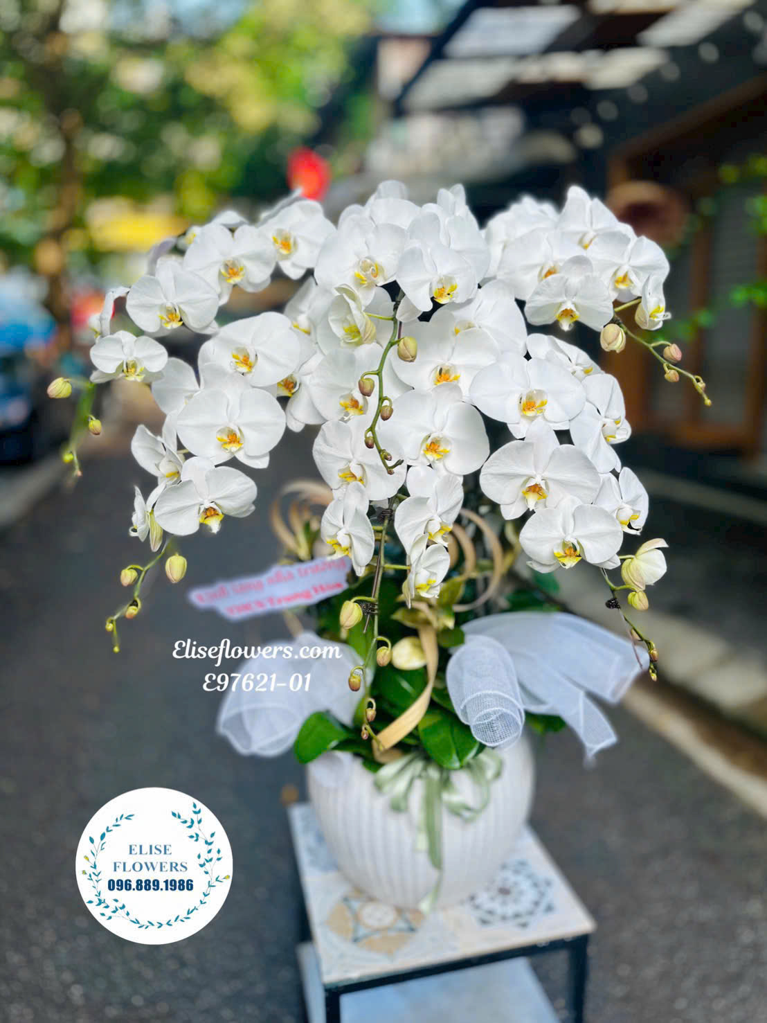 Chậu lan hồ điệp trắng nhập khẩu. Lan hồ điệp cao cấp. Chậu lan hồ điệp mừng khai giảng