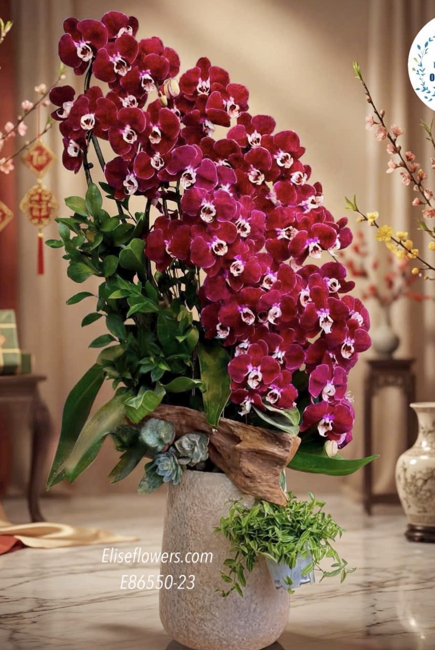 Chậu lan đỏ ngọc trai. Lan hồ điệp tặng đối tác, khách hàng ở Hà Nội. Địa chỉ mua lan hồ điệp uy tín