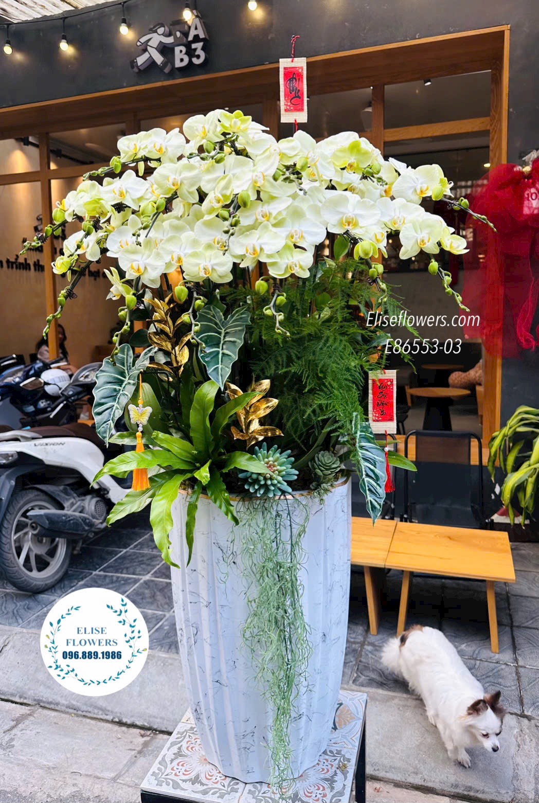 Chậu lan hồ điệp xanh táo khổng lồ tại Hà Nội