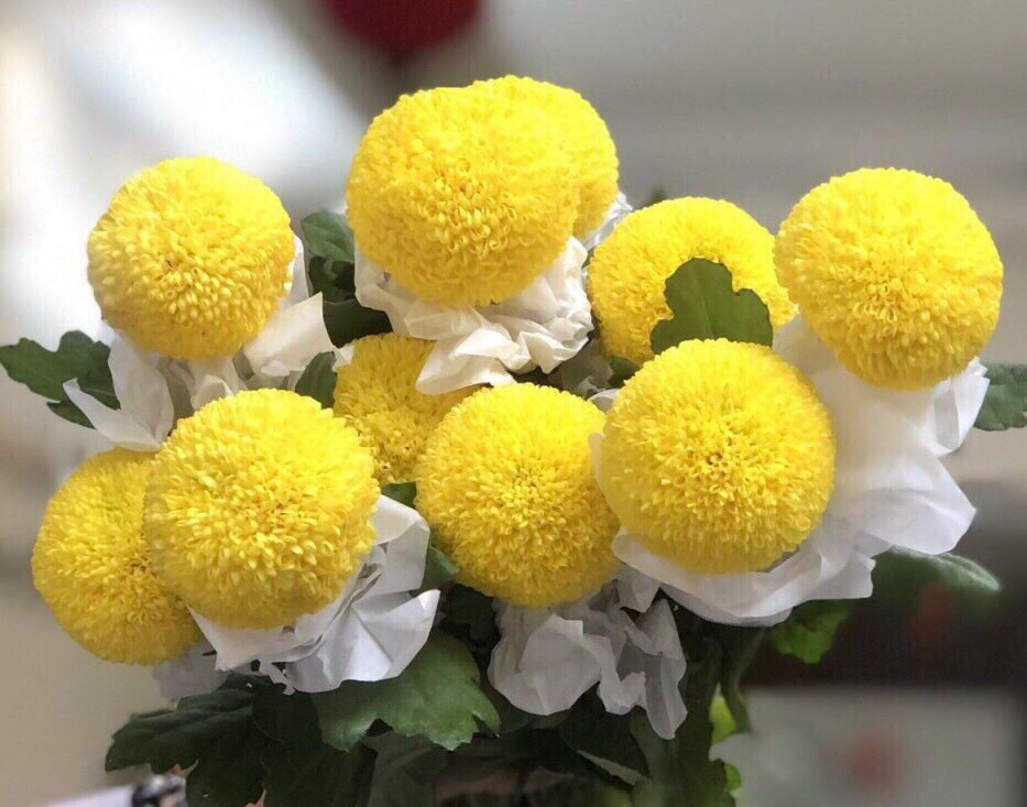 bó hoa cúc ping pong vàng