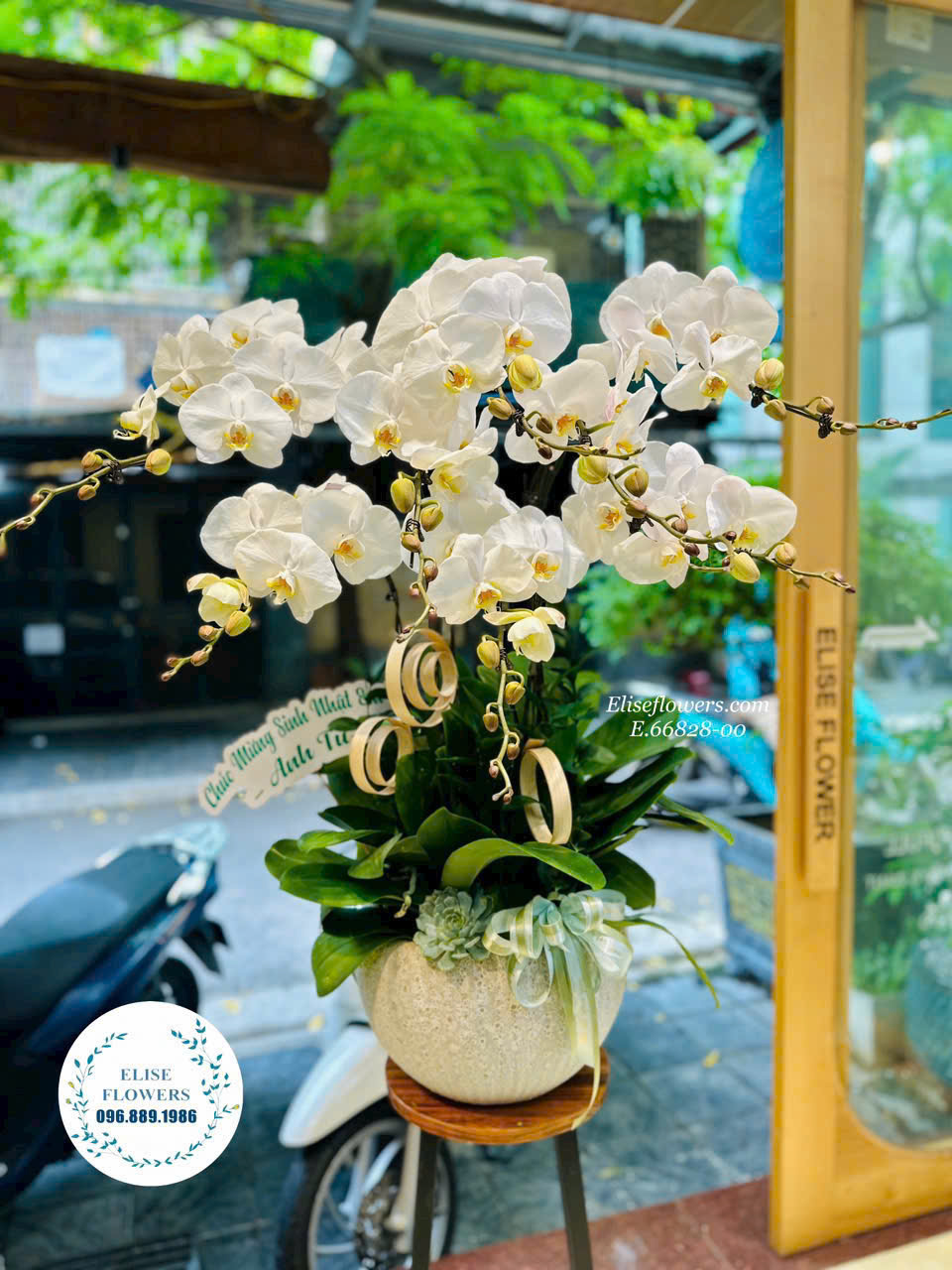 Mua chậu hoa lan hồ điệp trắng tặng sếp. Điện hoa lan hồ điệp tặng sếp