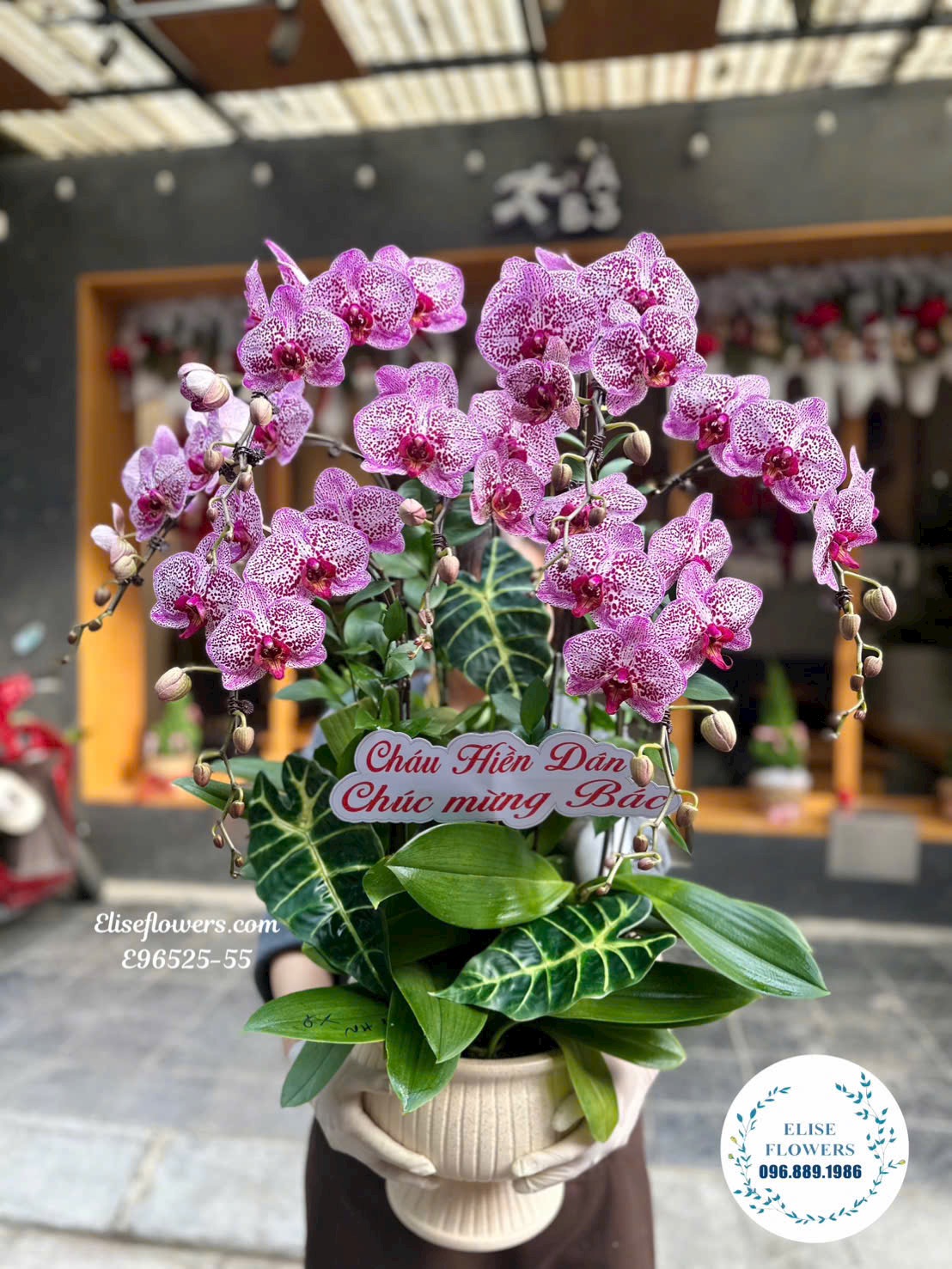 Đặt mua chậu lan hồ điệp trắng sang trọng, nổi bật, thiết kế đẩng cấp