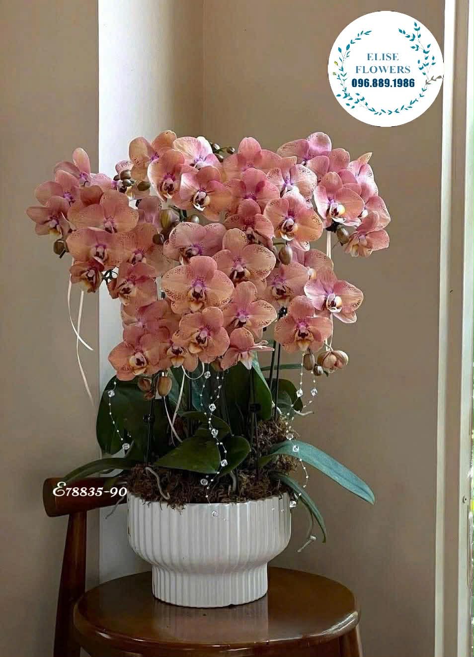 Lan hồ điệp đẹp. Quà biếu đối tác sang trọng. Mẫu hoa tặng đối tác cao cấp