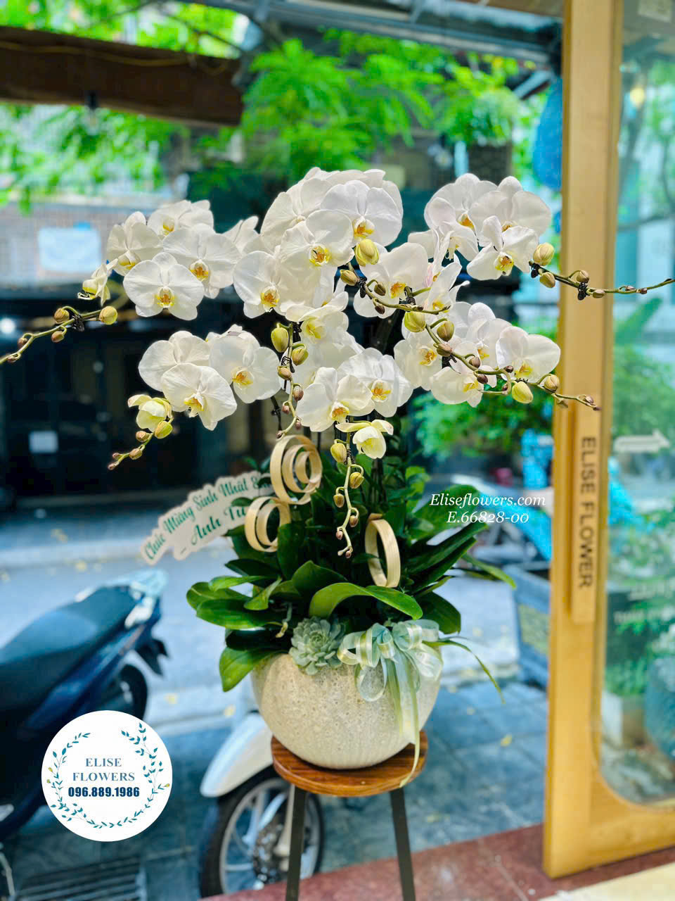 Mua chậu hoa lan hồ điệp biếu sếp. Điện hoa lan hồ điệp biếu sếp