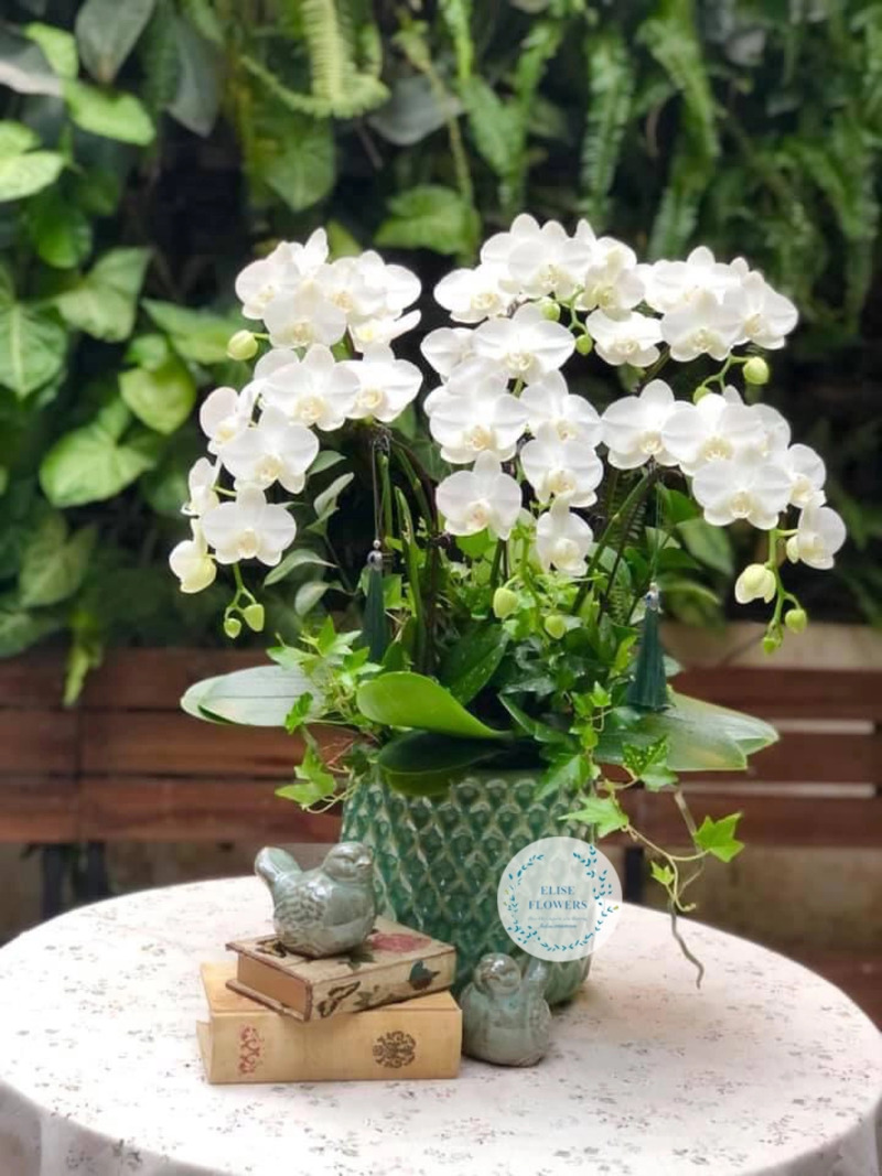 Lan hồ điệp tặng quà sinh nhật