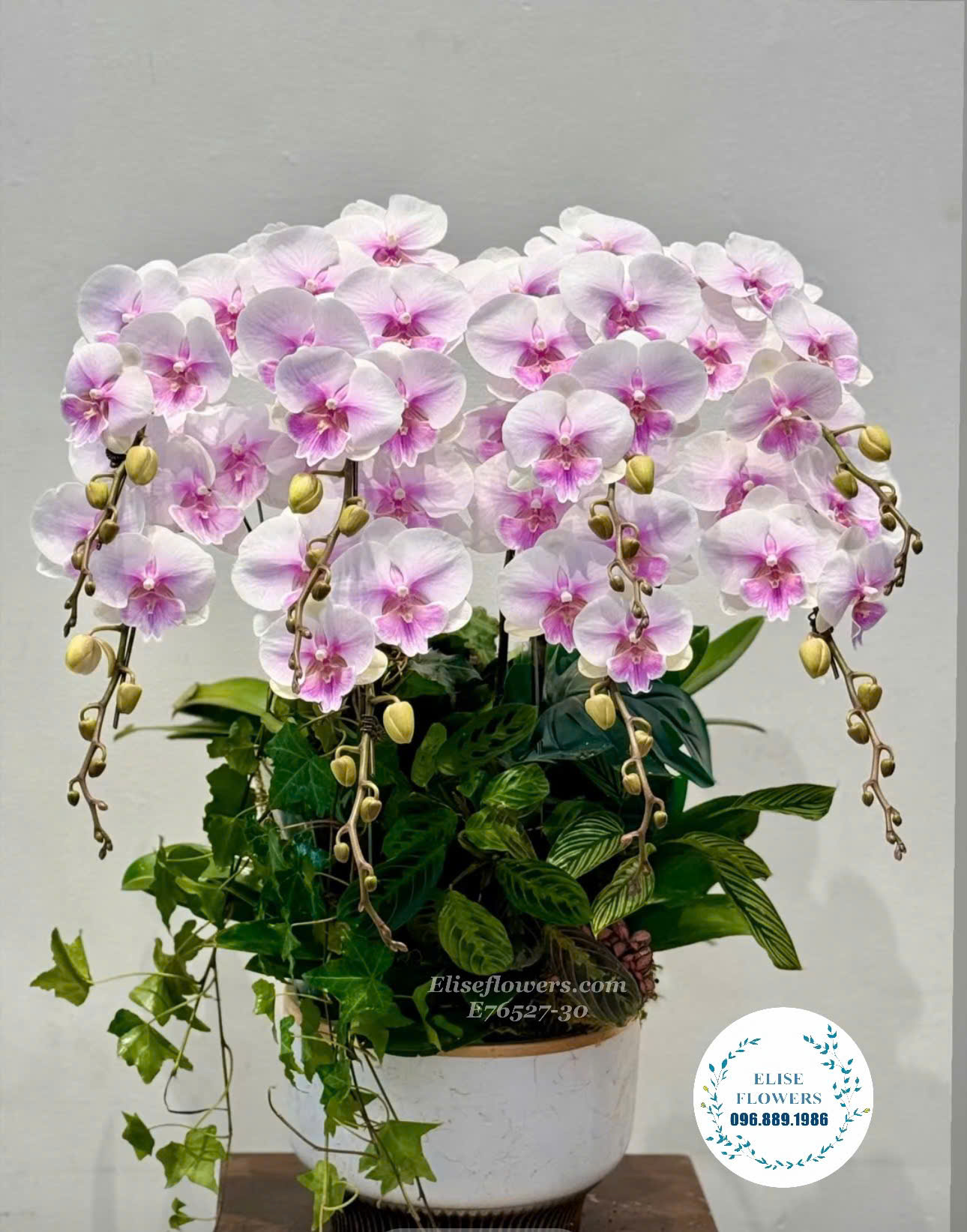 Chậu hoa lan hồ điệp phớt hồng xinh đẹp ở Hà Nội. Lanhodiephanoi - Elise Flowers