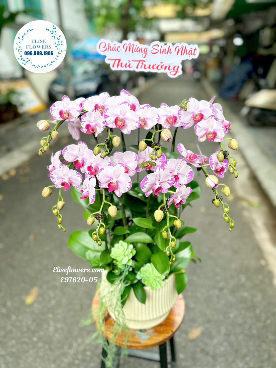 Lan hồ điệp mini 8 cành. Lan hồ điệp để bàn đẹp. Địa chỉ mua lan hồ điệp uy tín Eliseflowers