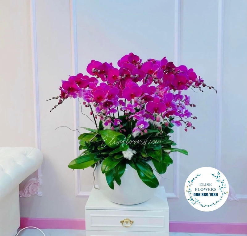 Hoa lan hồ điệp tặng mẹ, tặng bố