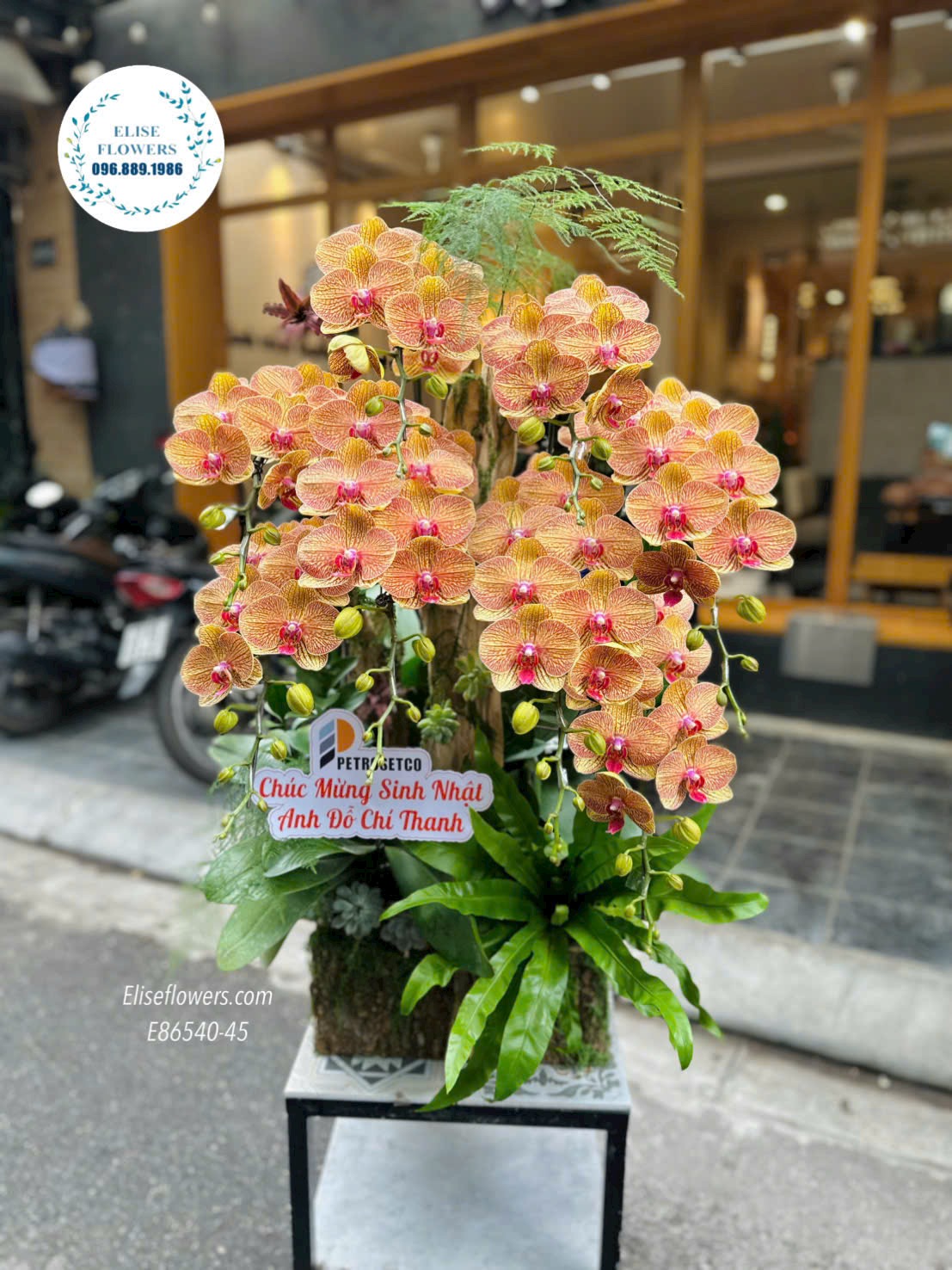 Chậu lan hồ điệp phối lũa cao cấp tại cửa hàng Eliseflowers Cầu Giấy.
