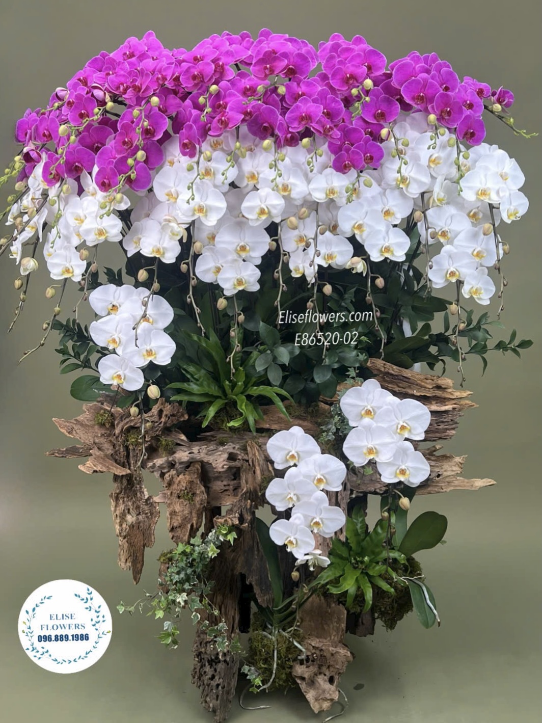 Lan hồ điệp Hà Nội. Lan hồ điệp trưng đại sảnh cao cấp, sang trọng