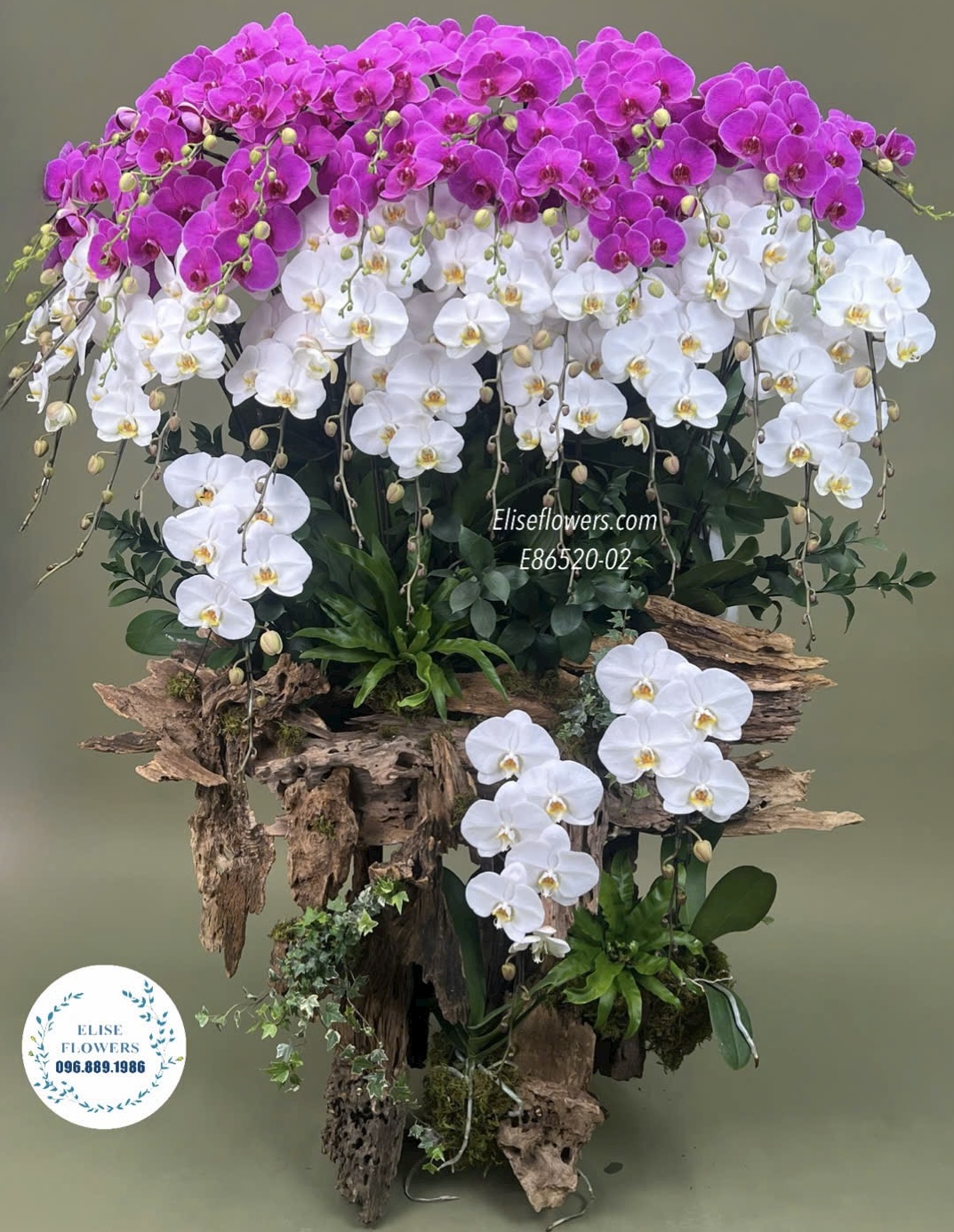 Lan hồ điệp Hà Nội. Lan hồ điệp ghép lũa trưng đại sảnh cao cấp, sang trọng.