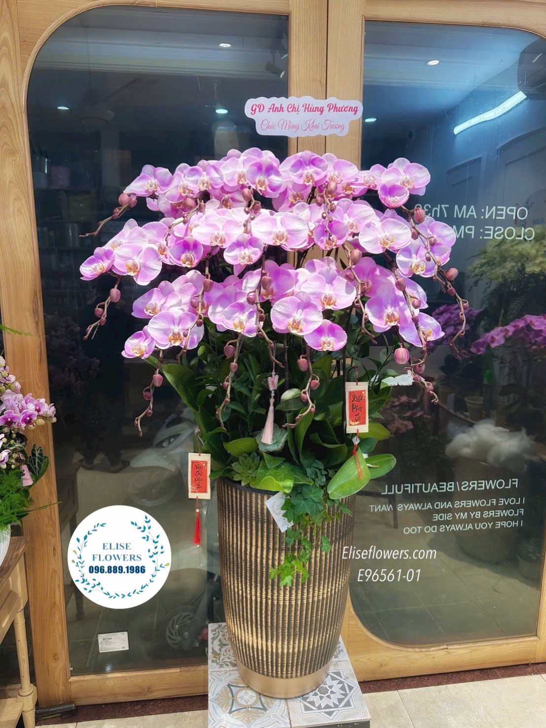 Lan hồ điệp Hà Nội. Chậu lan hồ điệp tím chơi Tết. Lan hồ điệp chưng nhà. Eliseflowers