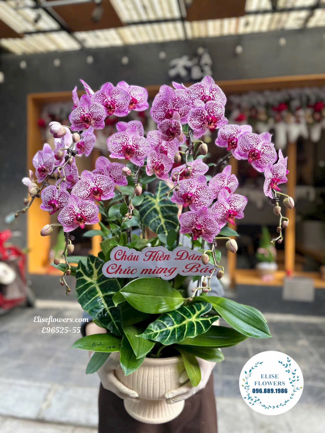 Chậu lan hồ điệp tặng thầy cô ở Hà Nội. Lan hồ điêp chúc mừng 20/11. Địa chỉ mua hoa uy tín Hà Nội