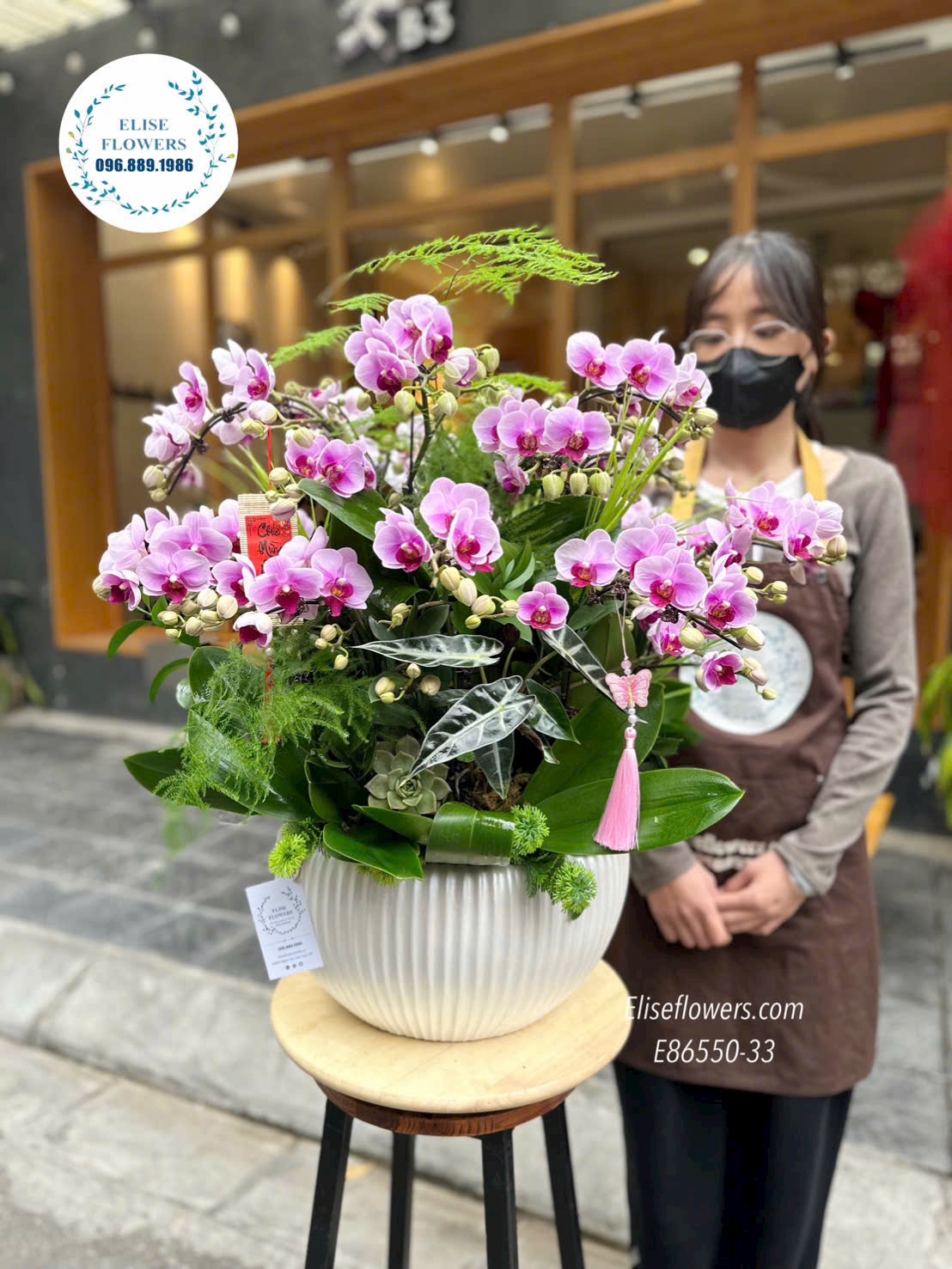 Lan hồ điệp Hà Nội. Đặt mua chậu lan hồ điệp tím phong thuỷ, sang trọng dáng tròn chơi Tết