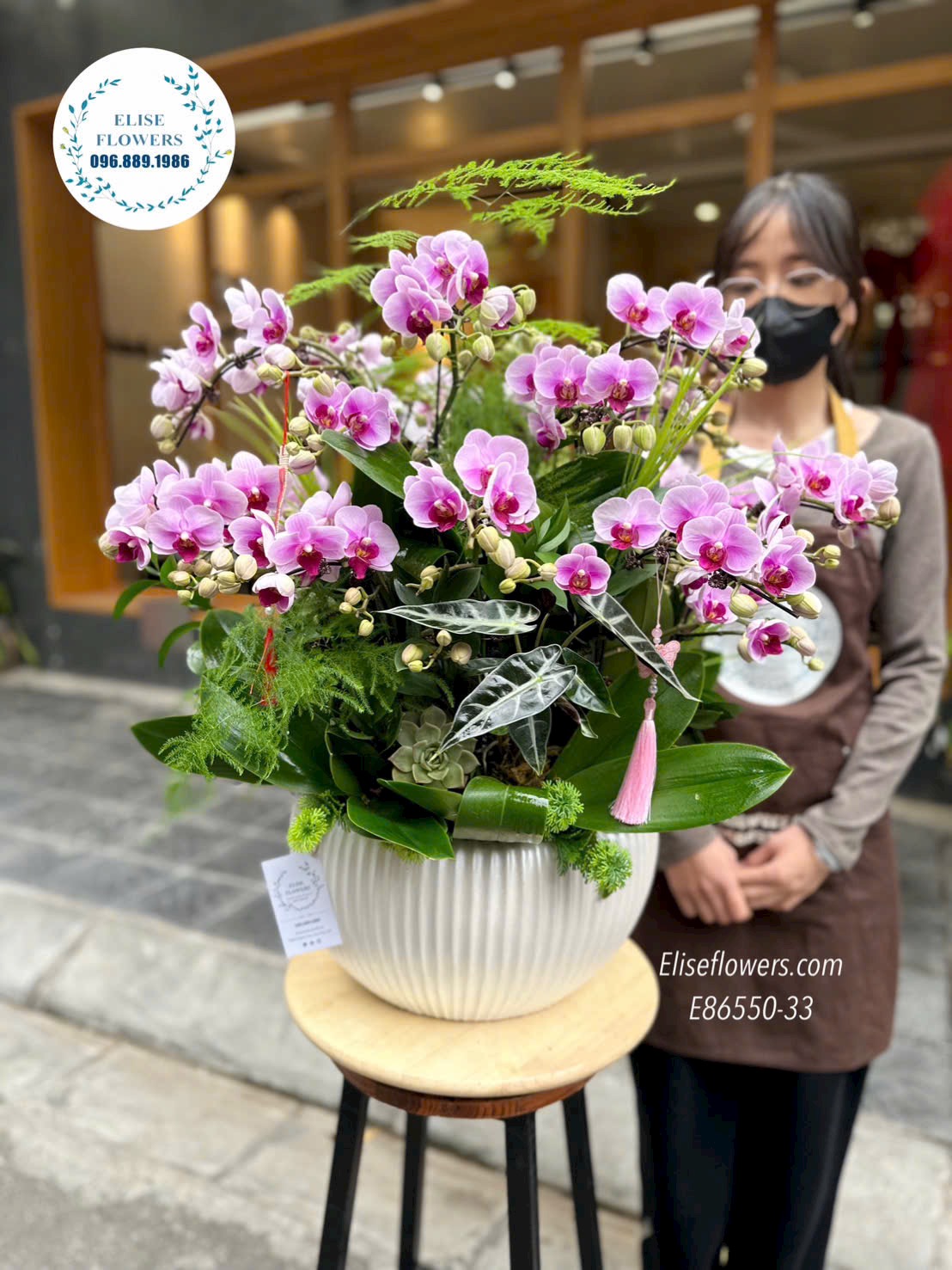 Lan hồ điệp Hà Nội. Chậu lan hồ điệp tím phong thuỷ, sang trọng dáng tròn