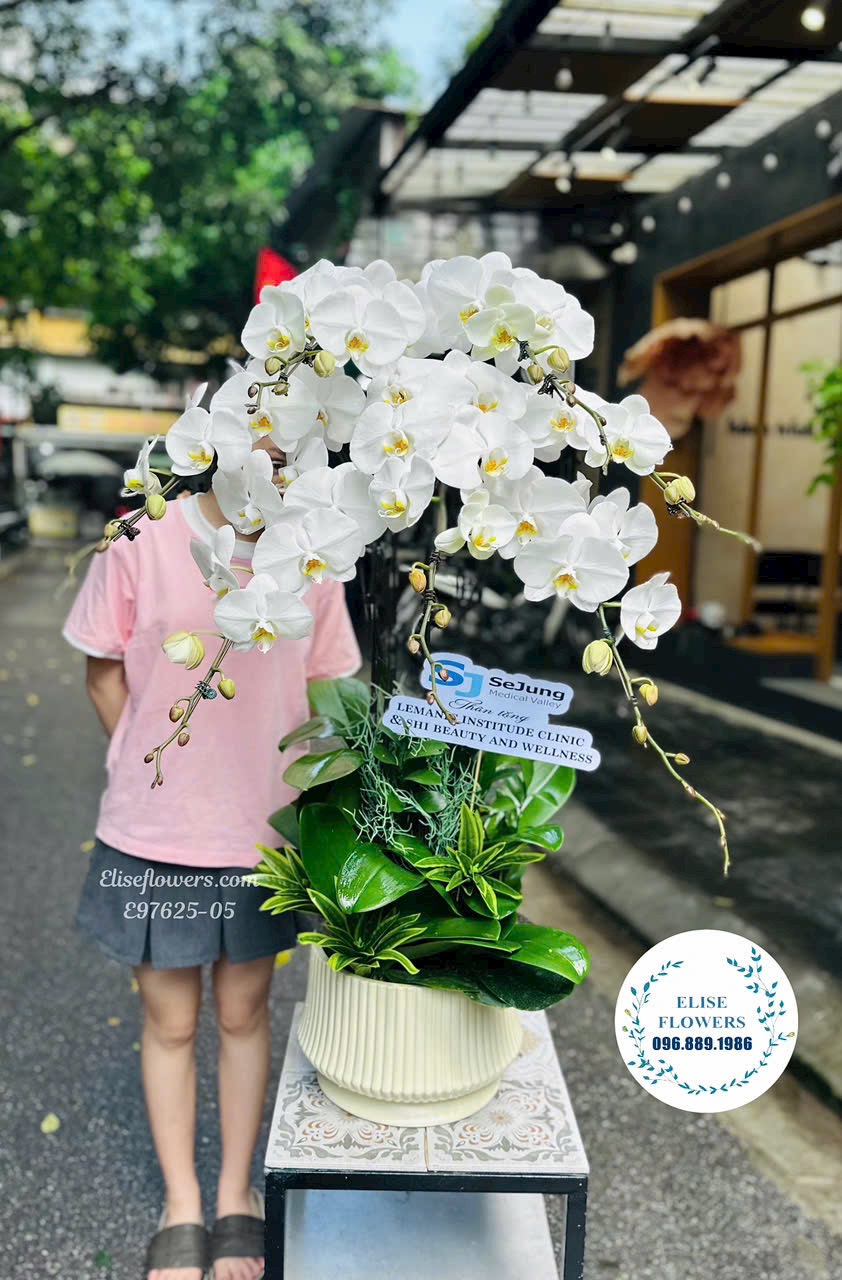 Lan hồ điệp Hà Nội. Chậu lan hồ điệp trắng tinh khôi chúc mừng khai trương. Eliseflowers