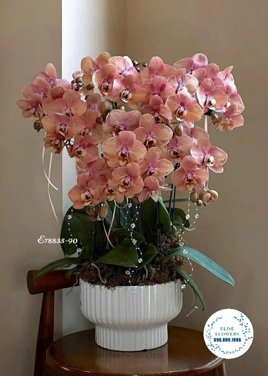 Lan hồ điệp cam. Chậu lan hồ điệp cam tặng đối tác sang trọng, cao cấp. Eliseflowers