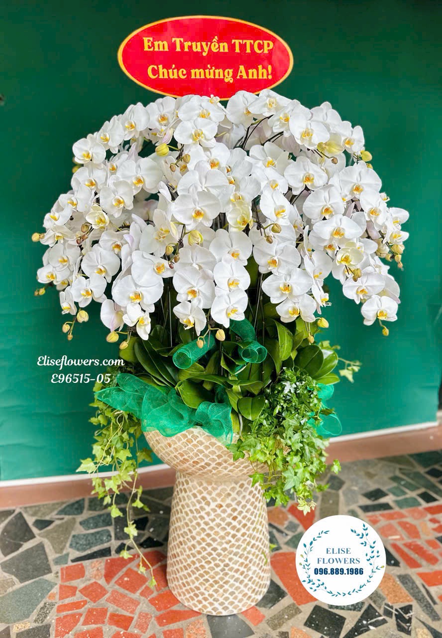 Lan hồ điệp Hà Nội. Chậu lan hồ điệp trắng cắm tròn cao cấp