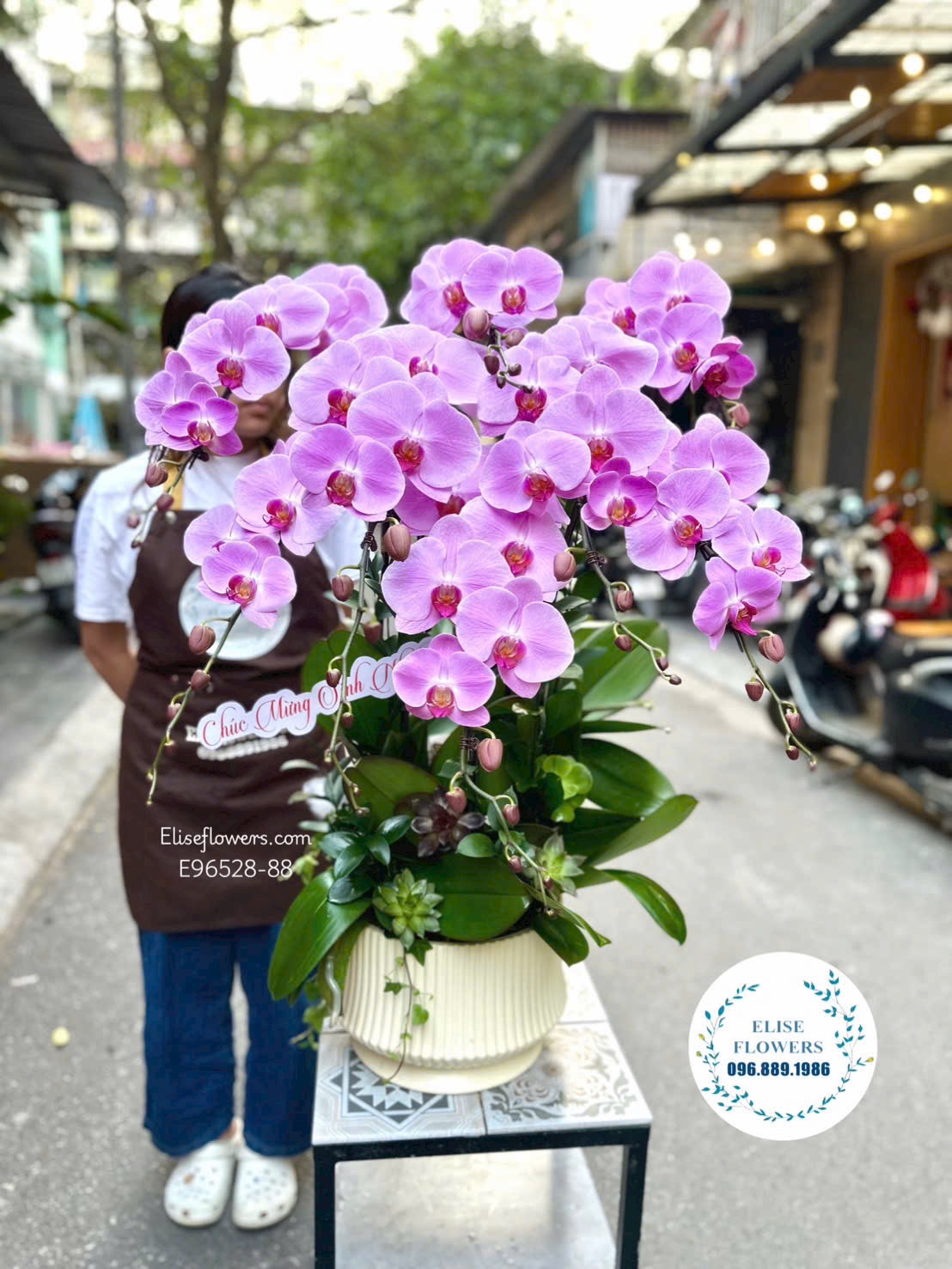 Lan hồ điệp tím chơi tết. Chậu lan hồ điệp sang trọng, quý phái trưng nhà