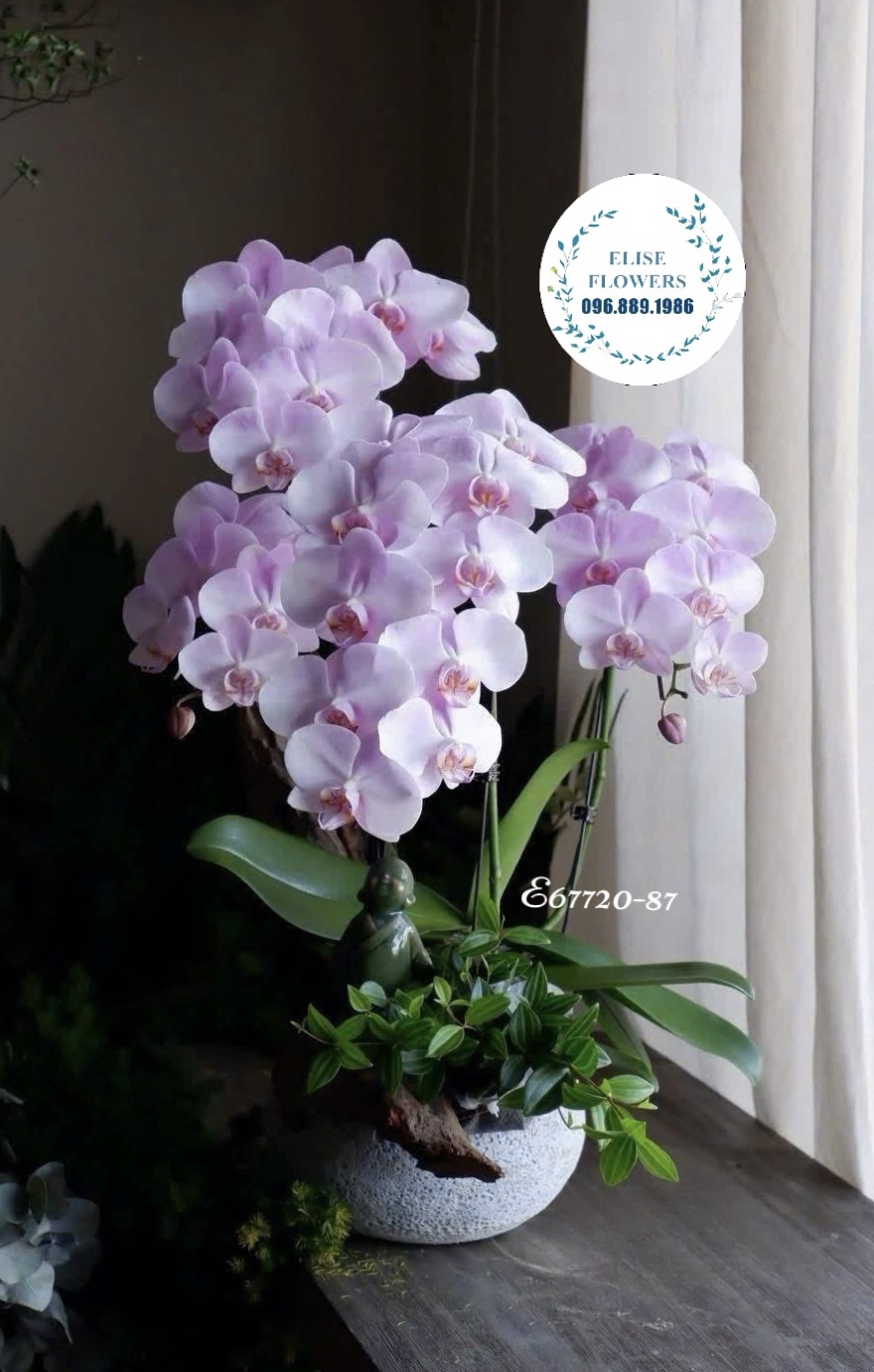 Lan hồ điệp Hà Nội. Chậu lan hồ điệp tím sang trọng mừng tân gia bạn bè, người thân. Eliseflowers