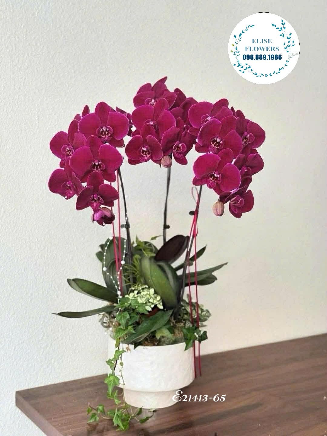 Hoa sinh nhật Đống Đa. Chậu lan hồ điệp tặng bố mẹ. Chậu lan hồ điệp tím Eliseflowers