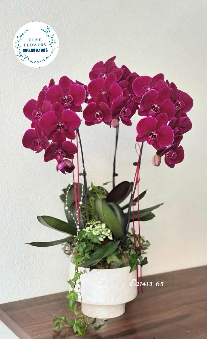 Hoa sinh nhật Đống Đa. Chậu lan hồ điệp tặng bố mẹ. Eliseflowers - chuyên lan hồ điệp uy tín hàng đầu Hà Nội