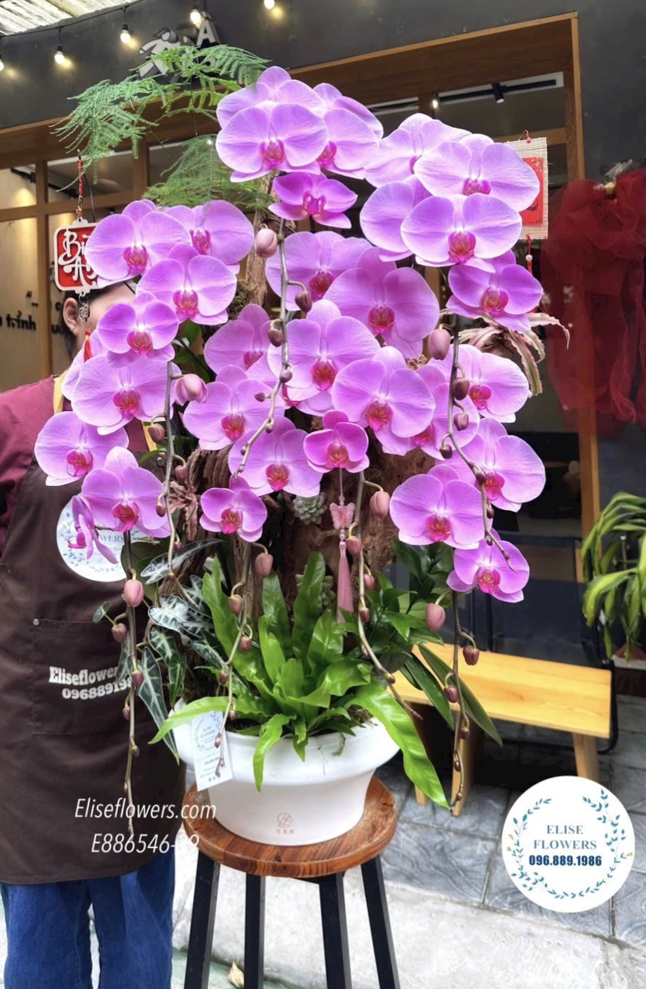 Chậu lan hồ điệp tím sang trọng, cao cấp. Lan hồ điệp Ba Đình. Eliseflowers