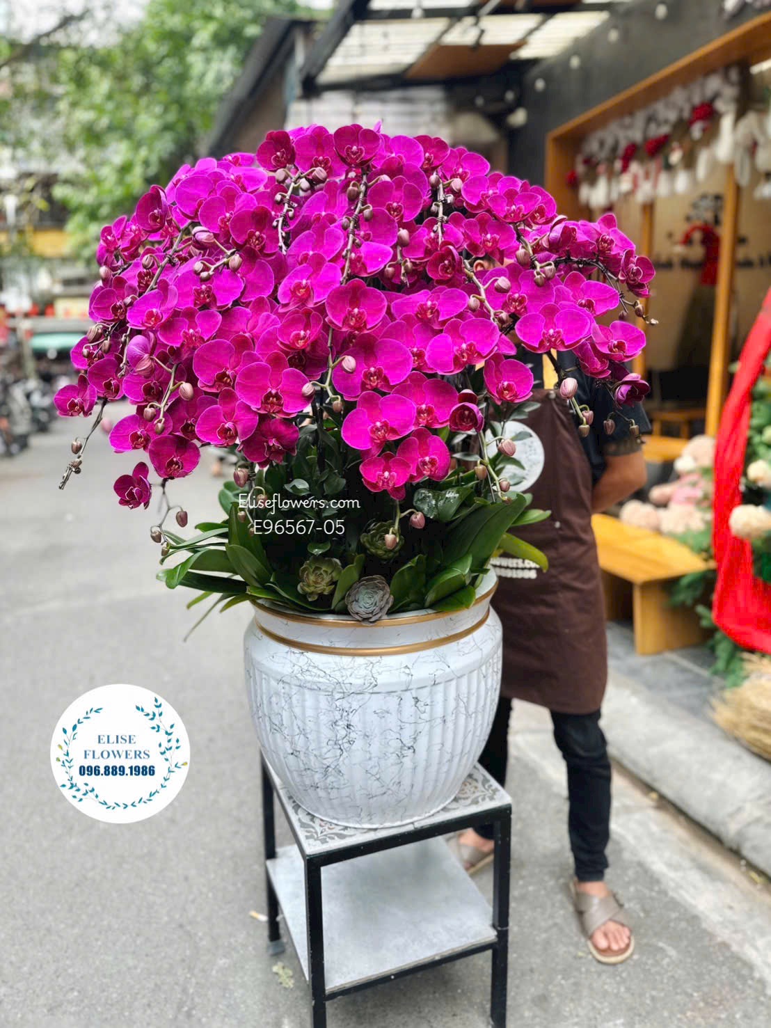 Lan hồ điệp Hà Nội. Chậu lan hồ điệp tím phong thuỷ chưng đại sảnh cao cấp ở Thanh Xuân